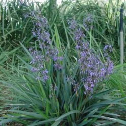 Shrubs Full Sun Dianella Brevipedunculata
