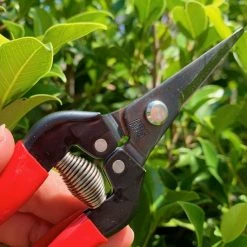 Gifts Long Nose Snips