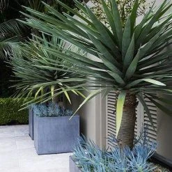 Shrubs Dracaena Draco Dragon Tree Full Sun
