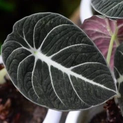 Indoor Garden Alocasia Reginula 'Black Velvet' - 85mm