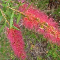 Shrubs Callistemon Candy Pink Bottlebrush Box
