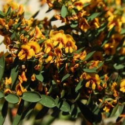 Shrubs Eutaxia Obovata 10 Shrubs Eutaxia Obovata