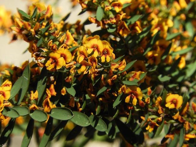 Shrubs Eutaxia Obovata 5 Shrubs Eutaxia Obovata