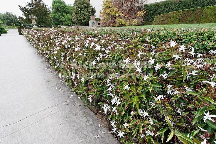 Shrubs Full Sun Jasminum Nitidum 4 Shrubs Full Sun Jasminum Nitidum