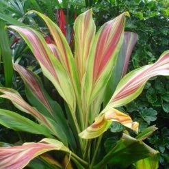 Shrubs Cordyline TI Hawaiian Flag Full Sun