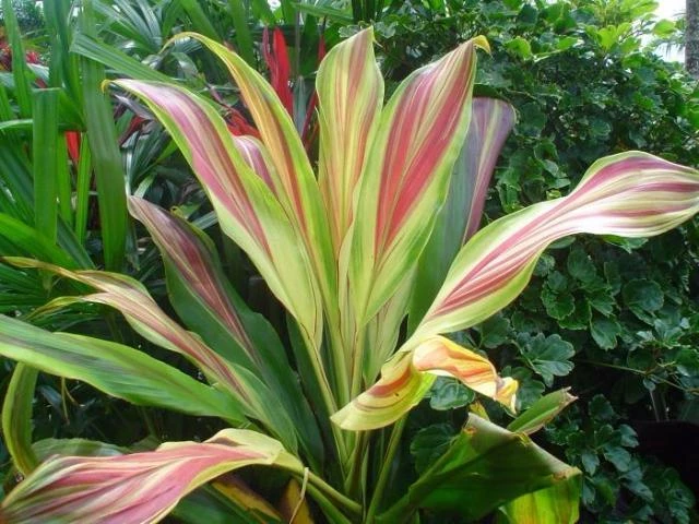 Shrubs Cordyline TI Hawaiian Flag Full Sun 4 Shrubs Cordyline TI Hawaiian Flag Full Sun