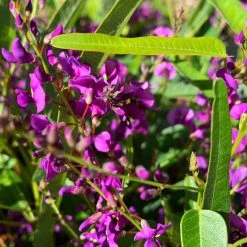 Ozbreed Meema™ Hardenbergia Violacea 'HB1' PBR Border Plants