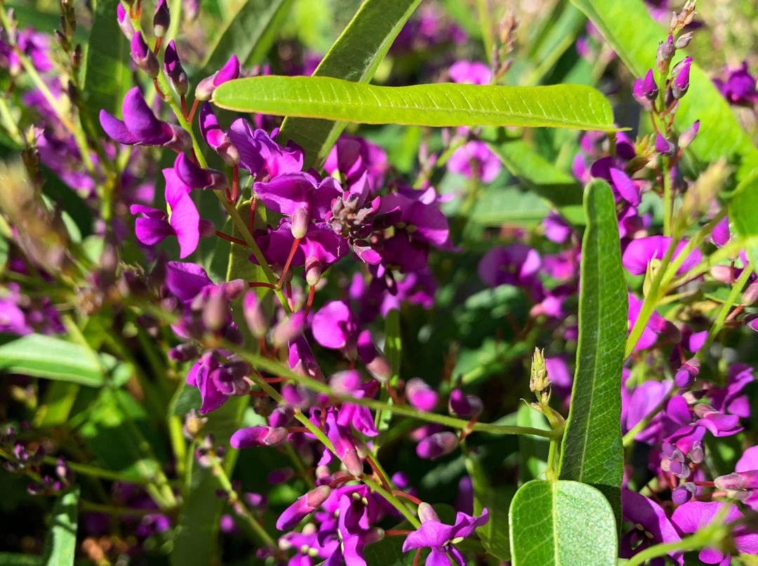 Ozbreed Meema™ Hardenbergia Violacea 'HB1' PBR Border Plants 4 Ozbreed Meema™ Hardenbergia Violacea 'HB1' PBR Border Plants