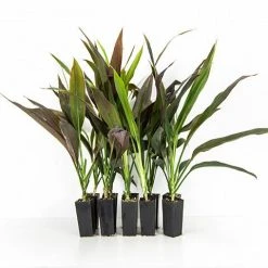 Shrubs Full Sun Cordyline Fruticosa 'Negra'