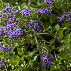 Hedge Duranta Repens 'Geisha Girl' Shrubs