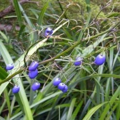 Shrubs Dianella Caerulea
