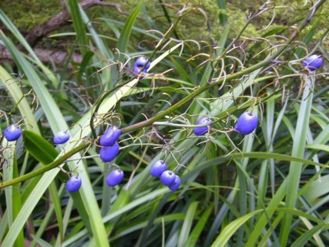 Shrubs Dianella Caerulea 4 Shrubs Dianella Caerulea