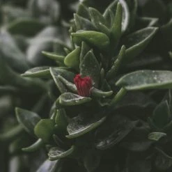 Succulents Aptenia Cordifolia Full Sun