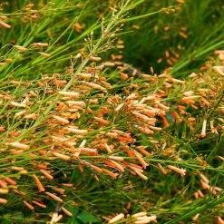 Shrubs Russelia 'Tangerine Falls' Firecracker Plant
