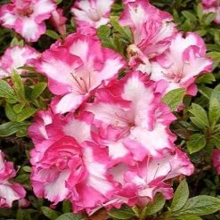 Shrubs Azalea Gretel