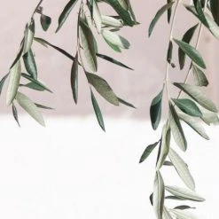 Shrubs Helena Heritage Olive Tree