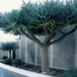 Shrubs Dracaena Draco Dragon Tree Full Sun