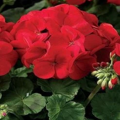 Shrubs Geranium Apache Scarlet