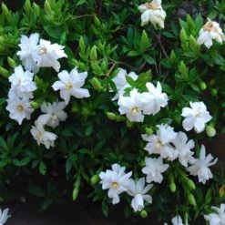 Shrubs Gardenia Augusta Radicans Low-Growing Plant Pack 11 Shrubs Gardenia Augusta Radicans Low-Growing Plant Pack