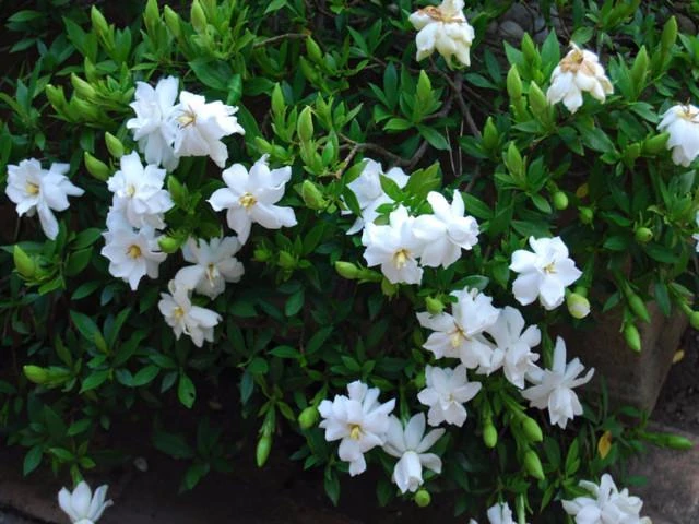 Shrubs Gardenia Augusta Radicans Low-Growing Plant Pack 5 Shrubs Gardenia Augusta Radicans Low-Growing Plant Pack