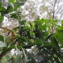 Indoor Garden Chamaedorea Klotzschiana Full Sun