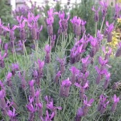 Shrubs Lavender Frenchette “Lavandula Dentata” Border Plants