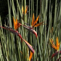 Shrubs Strelitzia Juncea