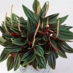 Indoor Garden Full Sun Peperomia Caperata Rosso