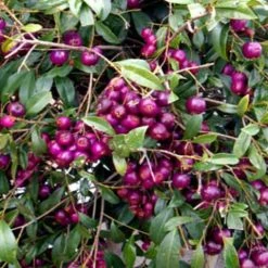 Hedge Acmena Smithii 10 Hedge Acmena Smithii