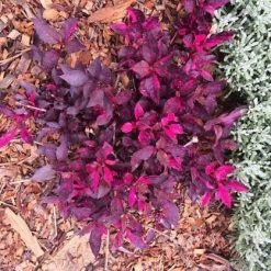 Shrubs Alternanthera Dentata 'Firebug' 12 Shrubs Alternanthera Dentata 'Firebug'