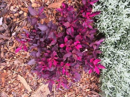 Shrubs Alternanthera Dentata 'Firebug' 7 Shrubs Alternanthera Dentata 'Firebug'