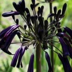 Shrubs Agapanthus Orientalis Black Magic Border Plants