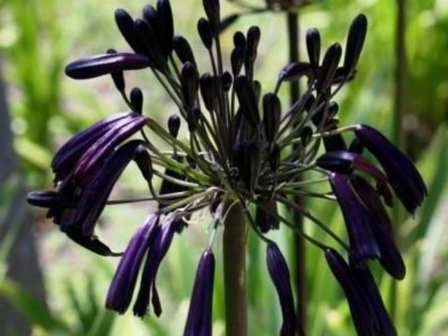 Shrubs Agapanthus Orientalis Black Magic Border Plants 4 Shrubs Agapanthus Orientalis Black Magic Border Plants