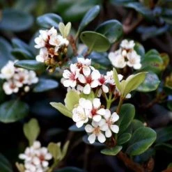Shrubs Rhaphiolepis Snow Maiden Dwarf Hedge Pack