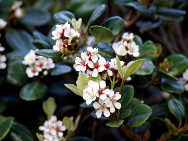 Shrubs Rhaphiolepis Snow Maiden Dwarf Hedge Pack 4 Shrubs Rhaphiolepis Snow Maiden Dwarf Hedge Pack