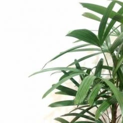 Shrubs Rhapis Excelsa