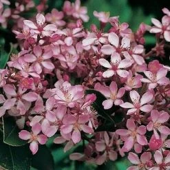 Hedge Rhaphiolepis Springtime Shrubs