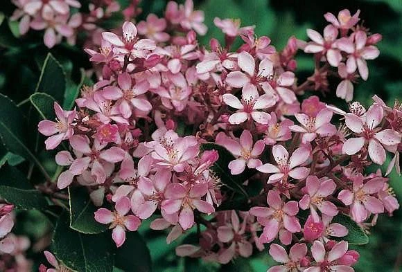 Hedge Rhaphiolepis Springtime Shrubs 3 Hedge Rhaphiolepis Springtime Shrubs
