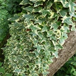 Shrubs Full Sun Hedera Helix