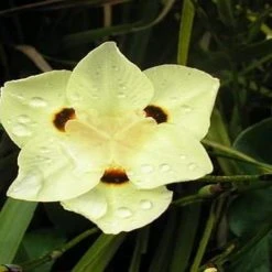 Shrubs Dietes Bicolor