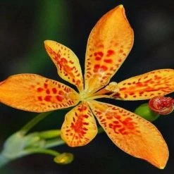 Shrubs Full Sun Iris Domestica 'Leopard Lily'