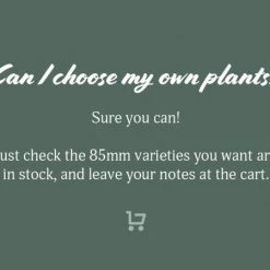 Indoor Garden Plant Packs Mr Kitly 3 Plants & 3 Pots - 250mm