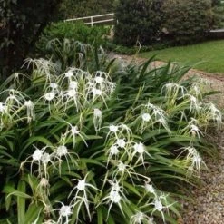 Shrubs Hymenocallis Littoralis