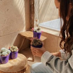 Full Sun Large Assorted Cacti Pack