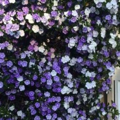 Shrubs Brunfelsia Latifolia "Yesterday, Today And Tomorrow"