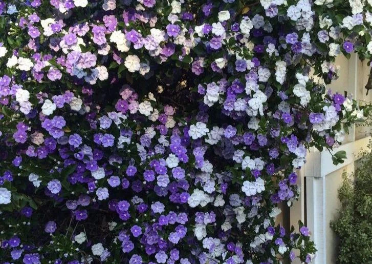 Shrubs Brunfelsia Latifolia "Yesterday, Today And Tomorrow" 4 Shrubs Brunfelsia Latifolia "Yesterday, Today And Tomorrow"