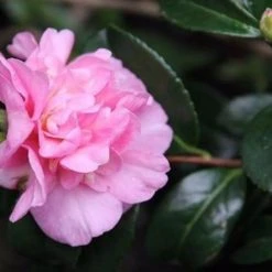 Hedge Camellia Sasanqua 'Jennifer Susan' (pink Blooms) Shrubs