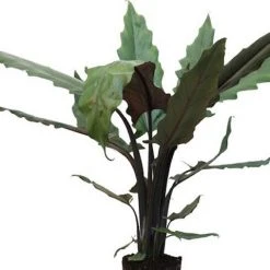 Indoor Garden Alocasia Lauterbachiana