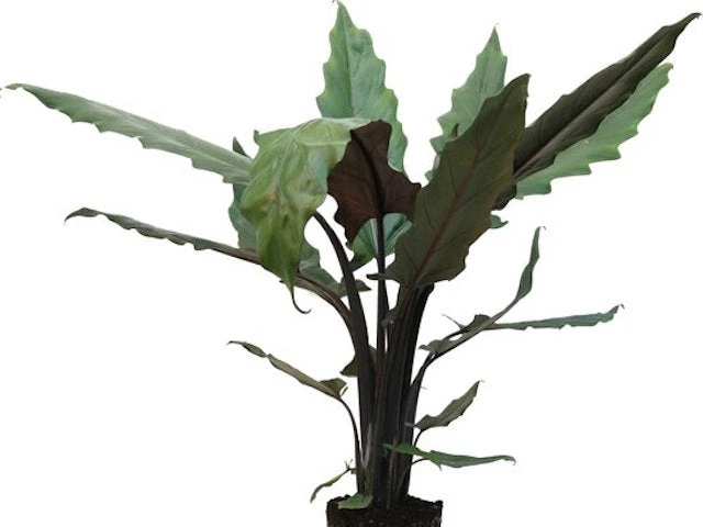 Indoor Garden Alocasia Lauterbachiana - 85mm 4 Indoor Garden Alocasia Lauterbachiana - 85mm