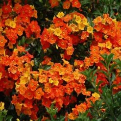 Shrubs Streptosolen (Browallia) Jamesonii Nana (dwarf)